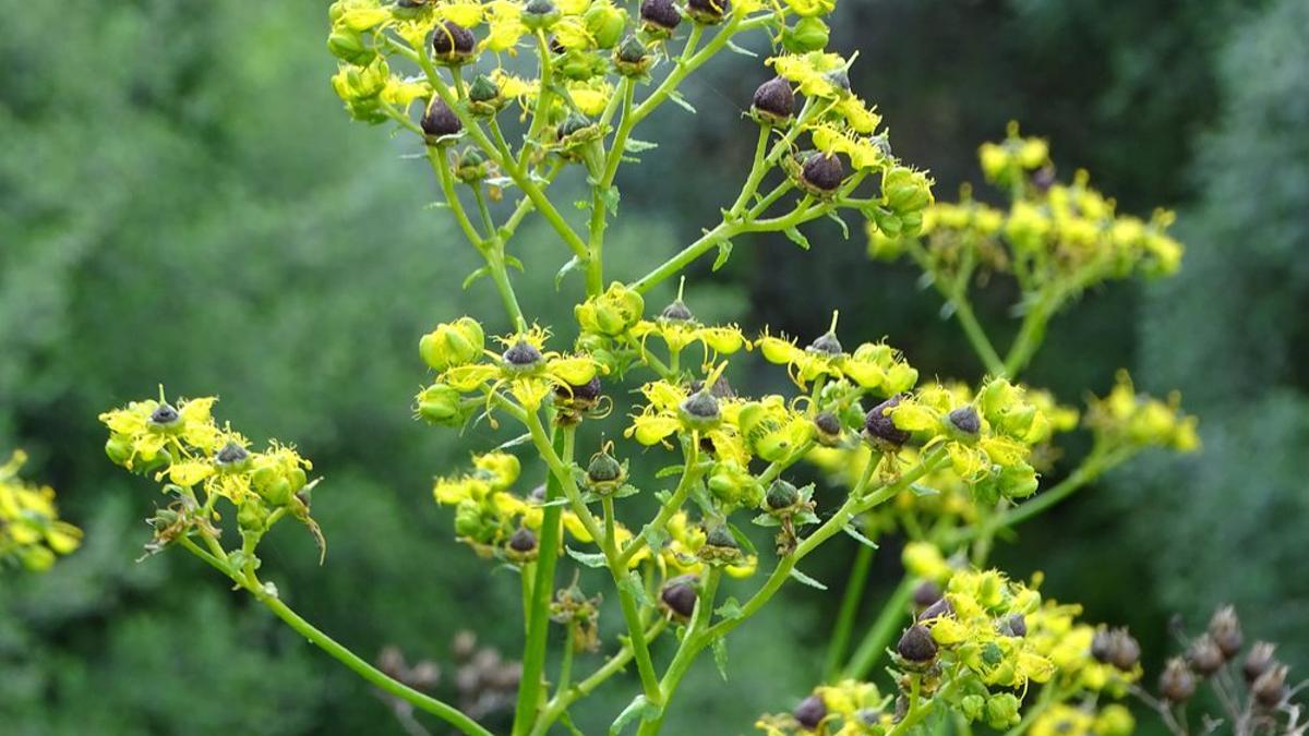 Imagen de una planta de Ruda, muy habitual en la sierra de Córdoba.