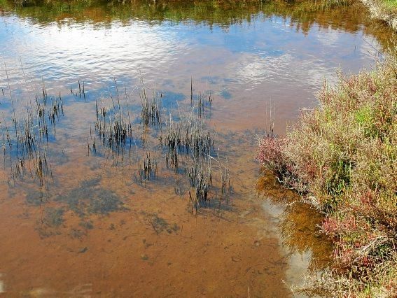 Albufera