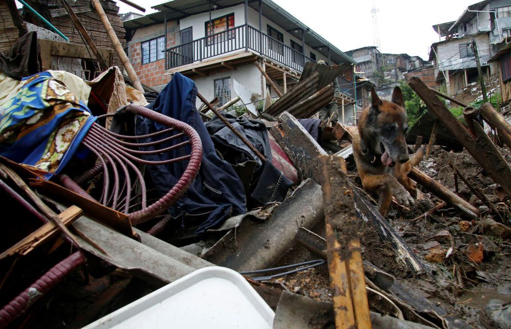 A rescue dog searches for bodies in an area ...