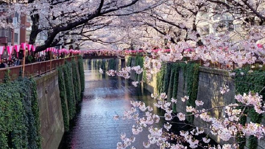 El hermoso espectáculo del florecimiento de cerezos en Japón