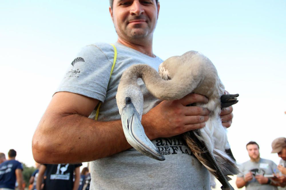 Unos seiscientos pollos de flamenco han sido anillados este sábado por voluntarios procedentes de toda España en la Reserva Natural Laguna de Fuente de Piedra,, actividad con la que la Junta realiza el seguimiento individual de estas aves y estudia diferentes aspectos de la biología de esta especie.