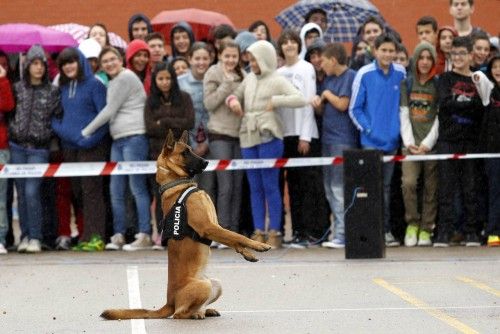 Exhibición de la unidad de Guias Caninos del Cuerpo Nacional de Policia en Murcia