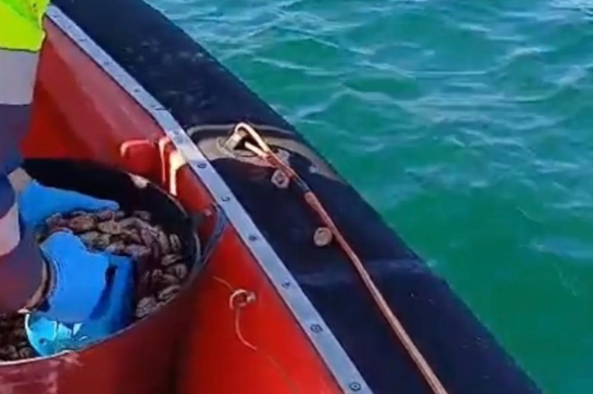 Un miembro de Gardacostas devolviendo al mar la almeja rubia intervenida ayer en la lonja de Vilanova.