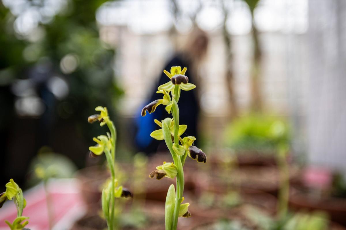 Un ejemplar de ‘Orphys fusca’, una orquídea capaz de confundir sexualmente a las avispas.
