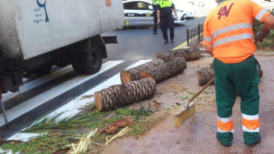 Operarios de limpieza recogen la palmera caída.