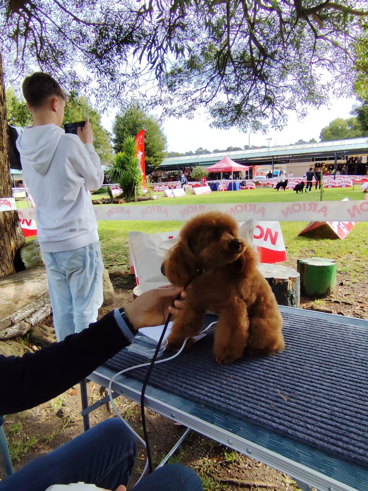 Asistentes al concurso canino celebrado ayer en A Toxa.