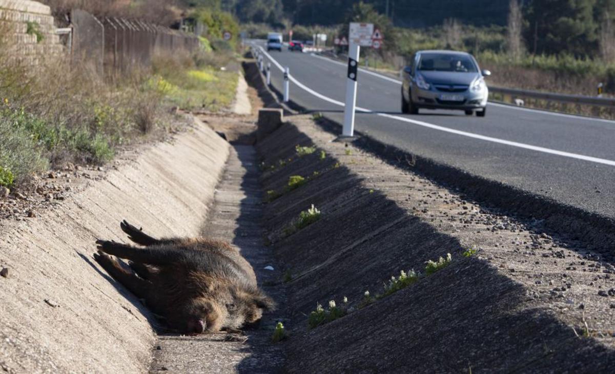 Els animals estan  implicats en el 30%  dels accidents de trànsit