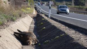 Els animals estan  implicats en el 30%  dels accidents de trànsit