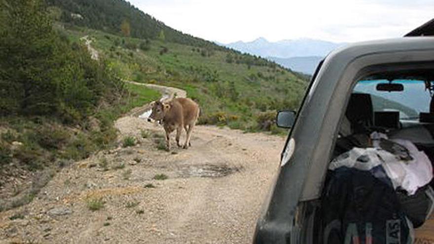 Una vaca camina per un camí del terme de Molló.