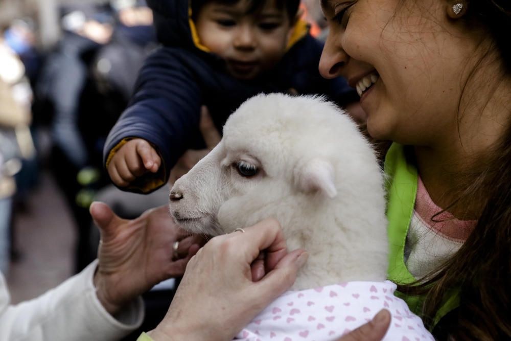 Sant Antoni: Tiersegnungen in Palma