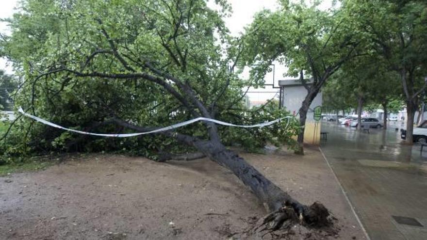 Cae de cuajo un árbol del parque de Ausiàs March