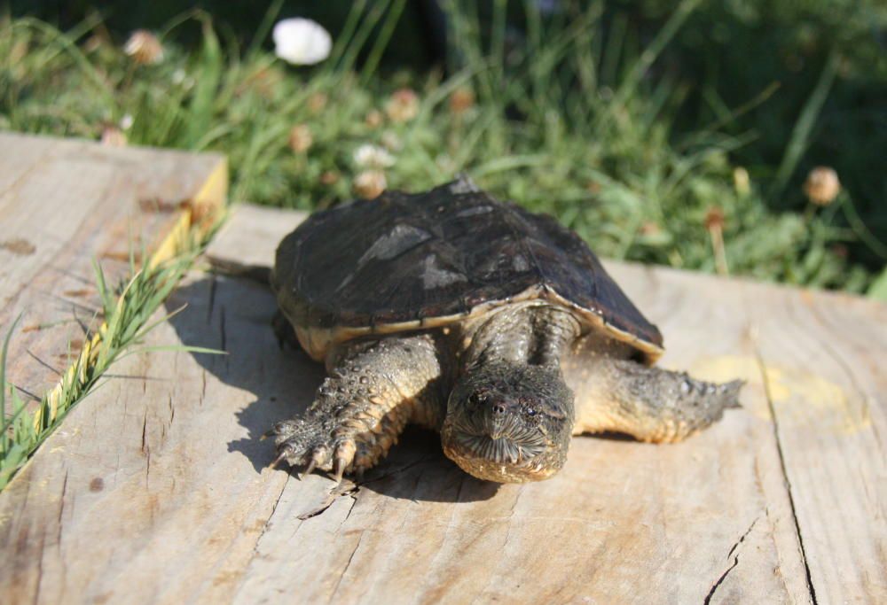 Capturen una tortuga a l’Estany de Banyoles que era un perill