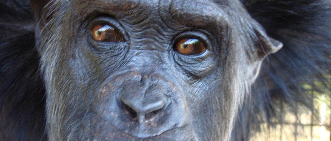 La vida salvaje de un chimpancé enfermo