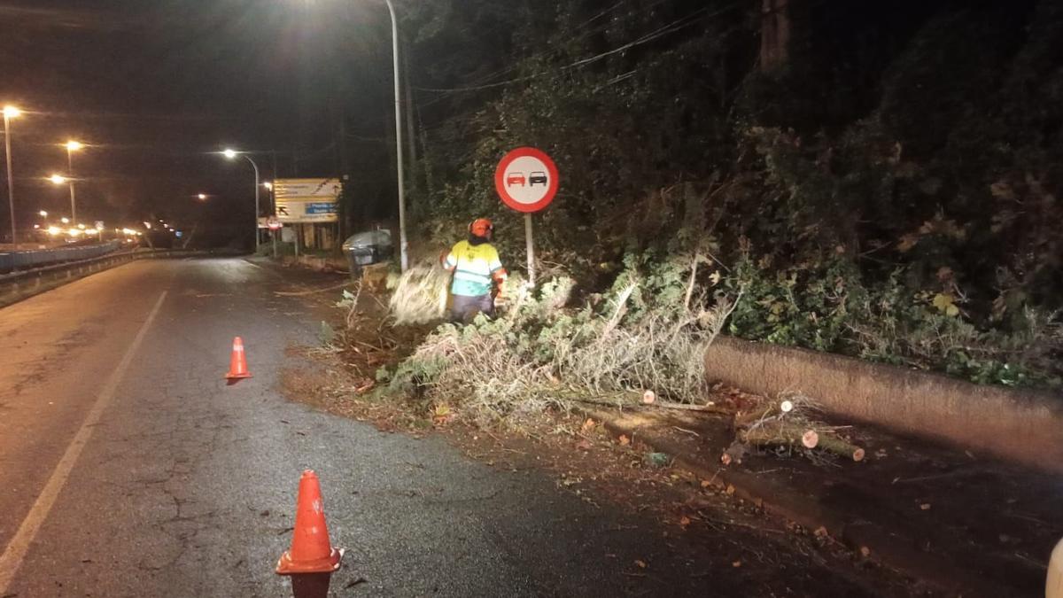 Un operario actúa sobre unas ramas partidas en La Laguna.