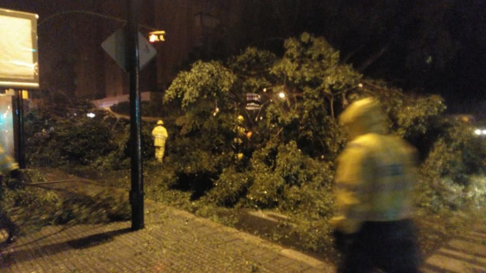 Noche intensa para los bomberos de Málaga capital, que han tenido que acudir por la caída de árboles, ramas e incluso un cable de alta tensión en La Araña.