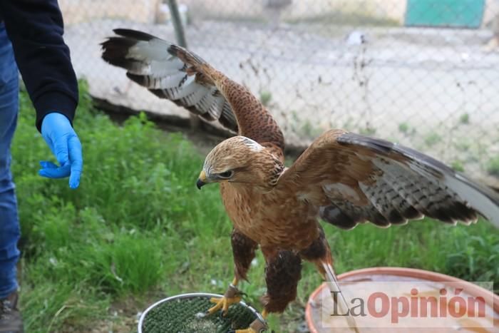 Las Águilas del Sol de Puerto Lumbreras piden ayud