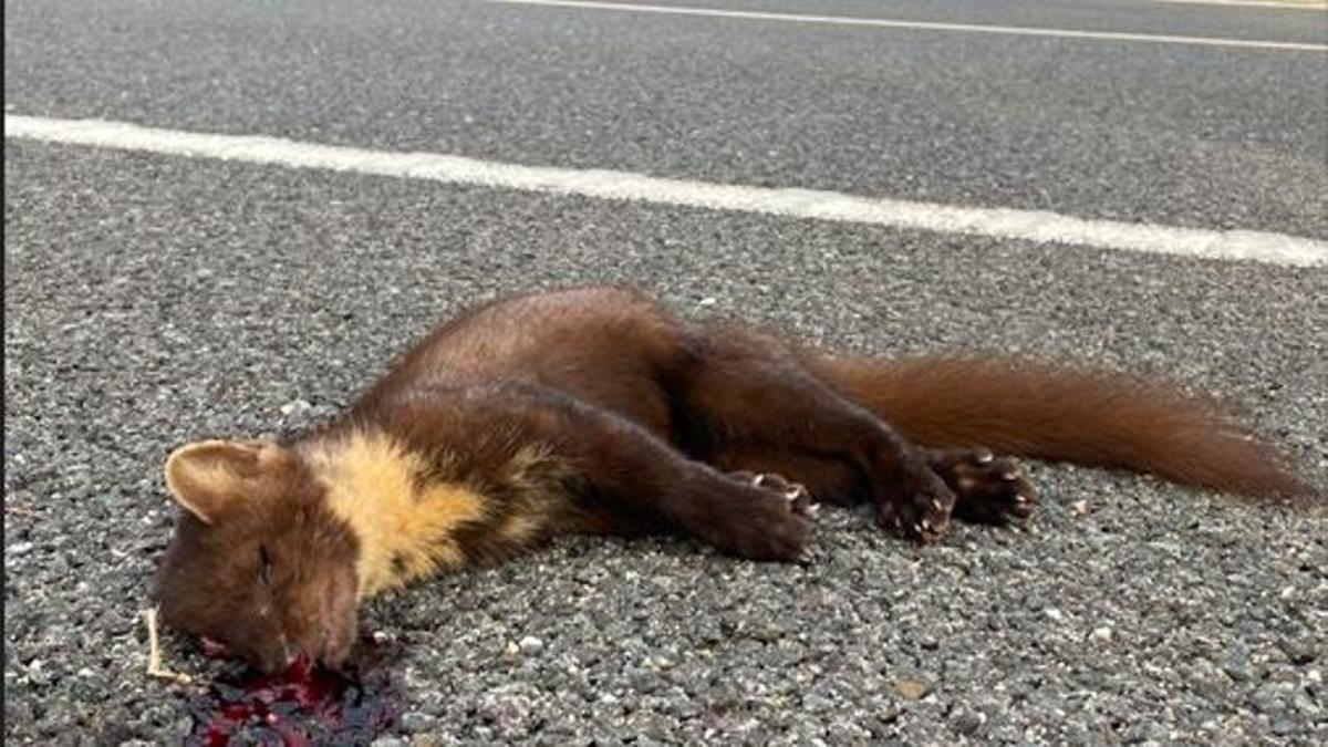 -berfahrene-Wildtiere-auf-Mallorca-Wie-man-das-Massaker-auf-dem-Asphalt-verhindern-k-nnte