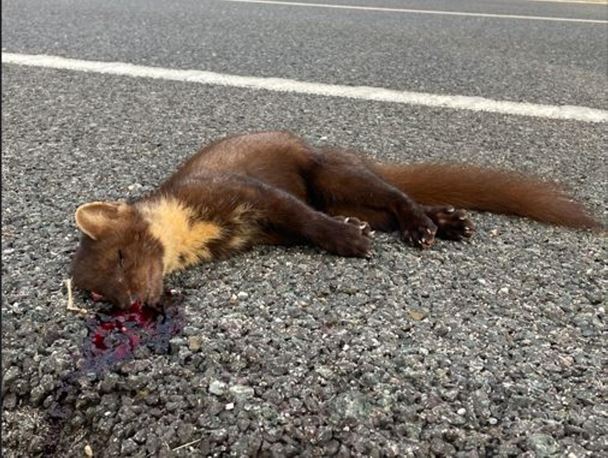 Marder gehören zu den am häufigsten überfahrenen Tieren auf Mallorca