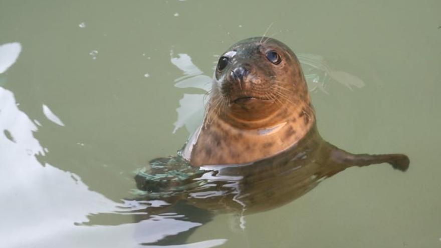 Una cría de foca rescatada en Valdoviño parte hacia el Gran Sol