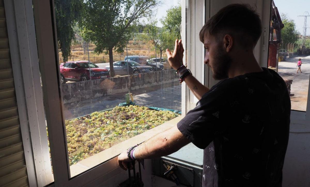 Un operario de la Cooperativa Agrícola La Unión toma muestras de un remolque cargado de uva.