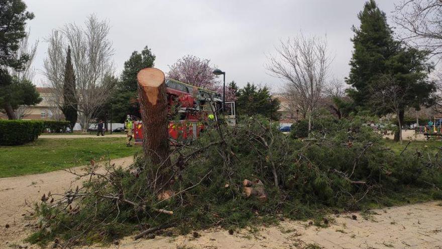 Los bomberos talan un árbol que corría riesgo de desplomarse en Zaragoza