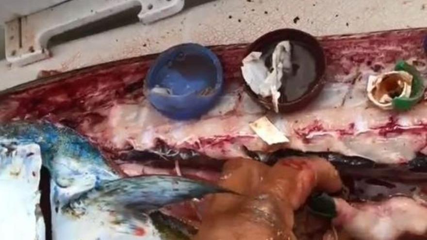 El vídeo que dan ganas de dejar de comer pescado