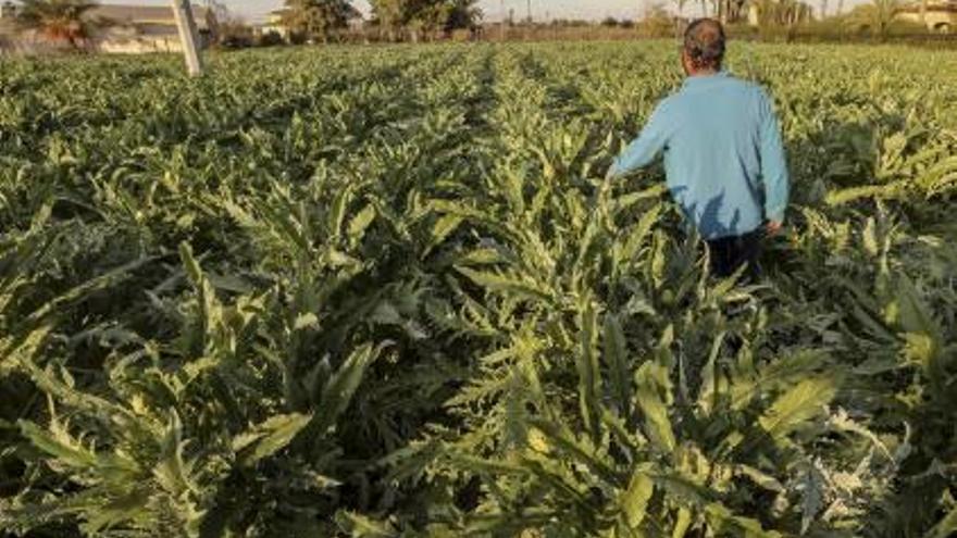 La cosecha de verduras y hortalizas cae un 12,5% en el Camp d&#039;Elx por la DANA