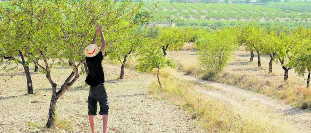 Agricultor en una finca de almendros situada entre Sax y Castalla, afectada por la avispilla. | Pérez Gil