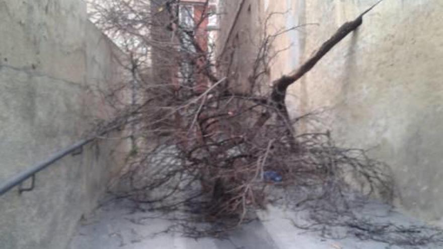 El árbol derribado en el Carreró de les Monges y la imagen de San José con daños visibles.