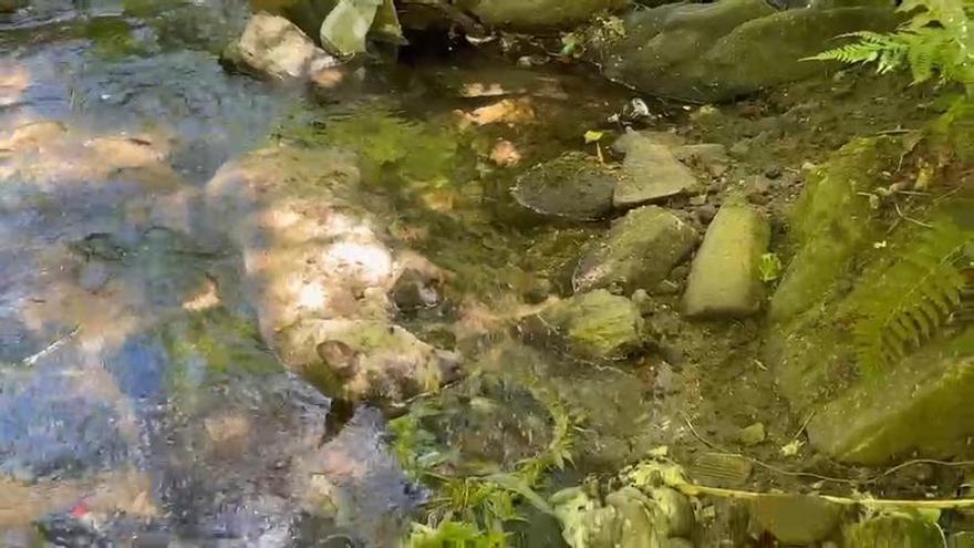 Aparecen cuatro ovejas muertas en el río Sar, a solo unos metros del castillo de A Rocha