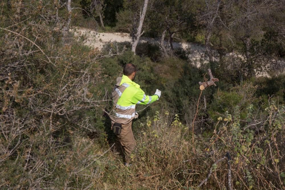 El invierno más seco en los últimos 61 años está causando estragos en las zonas verdes de la ciudad