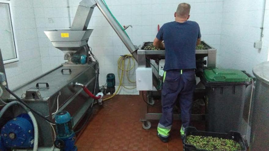 Santa Lucía cierra la zafra con una producción de 4.652 litros más de aceite de oliva virgen