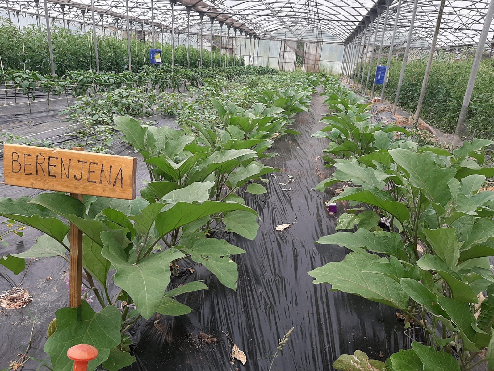 Así es Rural Ecolab, un paraíso de producción ecológica en Llanera