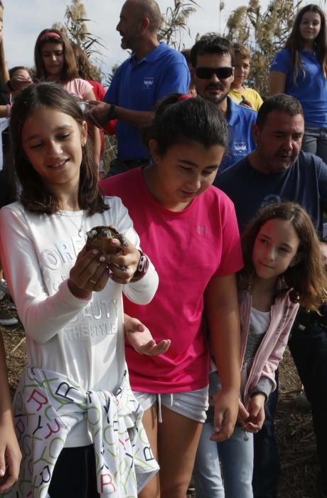 El Oceanogràfic suelta diez galápagos en la Albufera