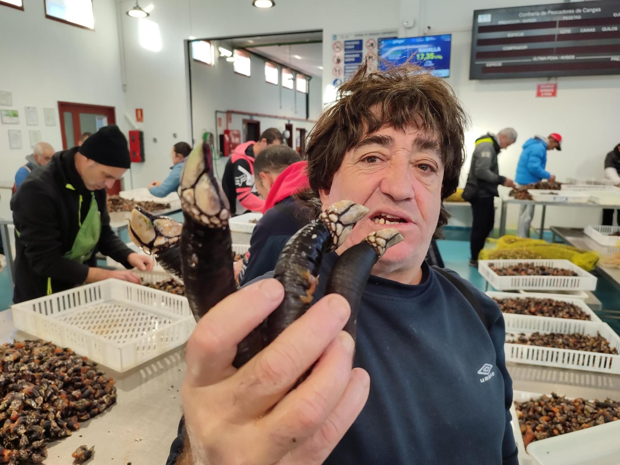 Los percebes "coma puños" de Agoeiro, a 250 euros/kilo