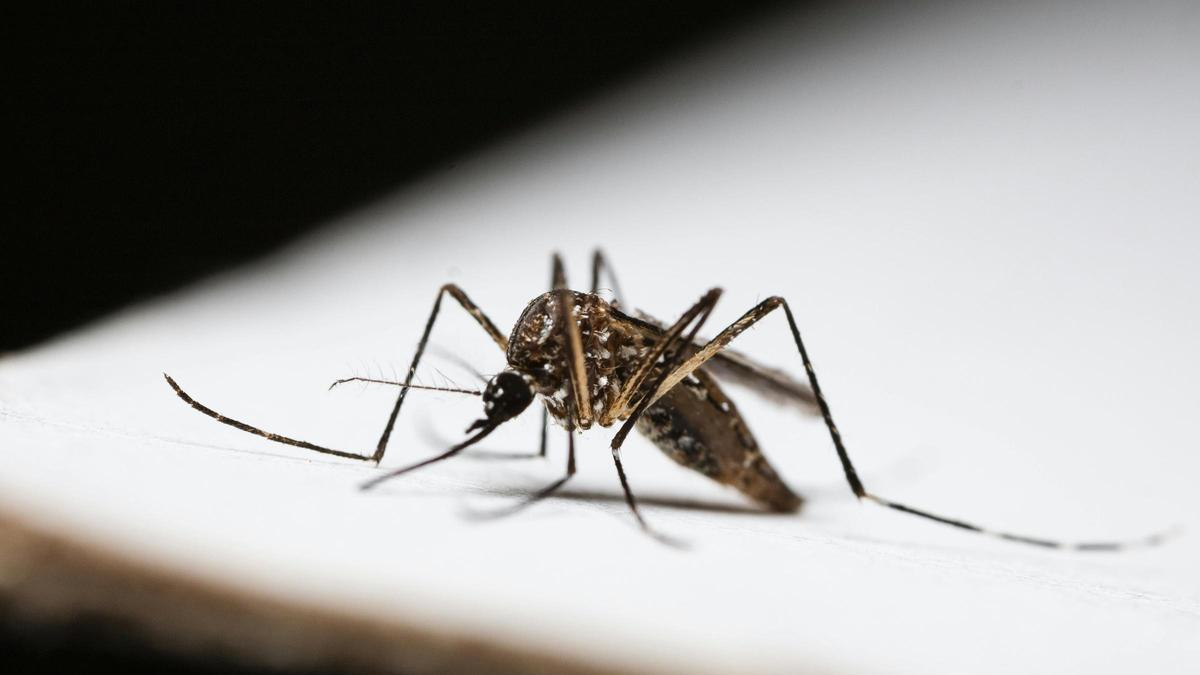 Per què els mosquits sempre et piquen a tu? La ciència té una resposta que et sorprendrà