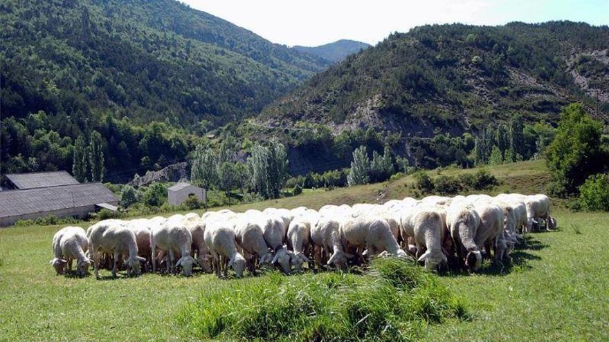 Adelpa advierte que la ganadería de montaña está en una &quot;situación terminal&quot;