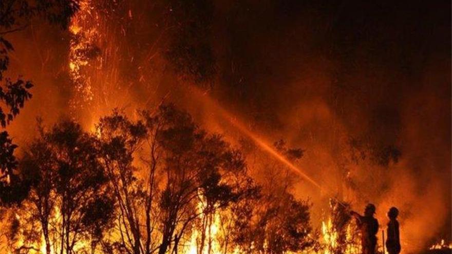 Cerca de 500 millones animales murieron en los incendios en Australia