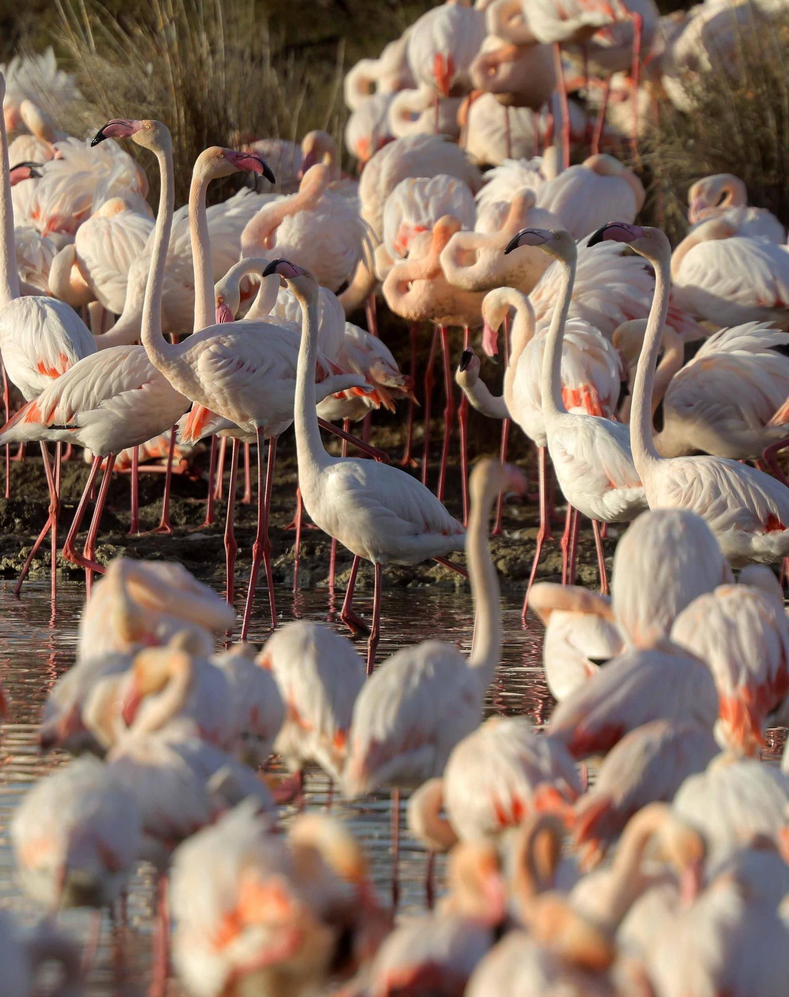 Los flamencos vuelven a L´Albufera para criar