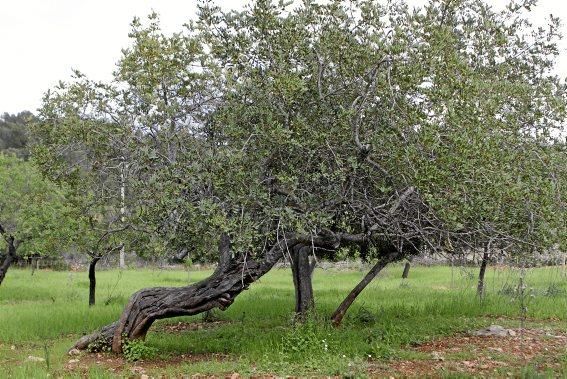 Schafherde, Baumplantage und Paradies für Insekten: zu Besuch bei Jaume Seguí und seinen 18 Hektar Bioland bei Capdellà