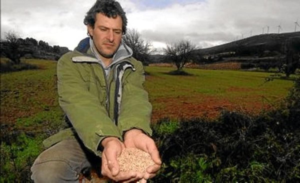 Tenaç. Jonathan Cullere mostra davant el seu bladar un grapat de llavors de la varietat que ha recuperat. Tenaç. Jonathan Cullere mostra davant el seu bladar un grapat de llavors de la varietat que ha recuperat.