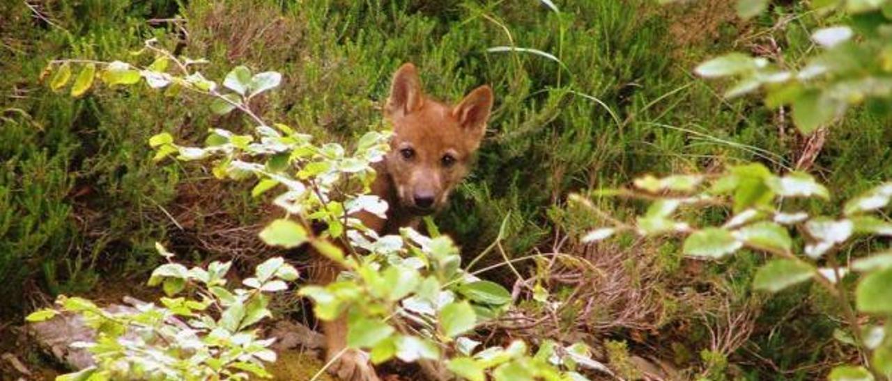 El protocolo de captura de lobos vivos permite disparar a osas que  defiendan a sus crías - La Nueva España