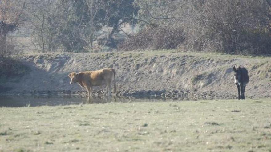 Una ternera y un burro ante una charca de agua del término de Villar del Buey.