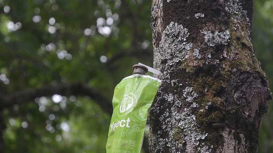 Los 250 árboles de la plaza de Galicia, sometidos de nuevo a tratamiento  contra una plaga - Faro de Vigo