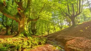 El hayedo más bonito de España está en el Parque Natural más grande del País Vasco y es perfecto para recorrer a pie