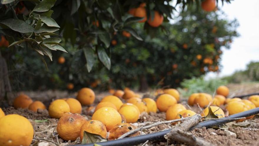El precio de naranjas y caquis no cubre costes y acelera el abandono de campos