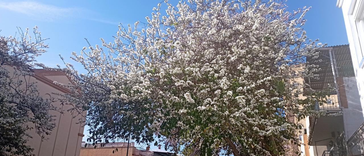 Bauhinias en la calle San Juan Bosco la semana pasada.