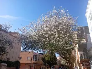 Un año más, la calle más bonita de España, en flor