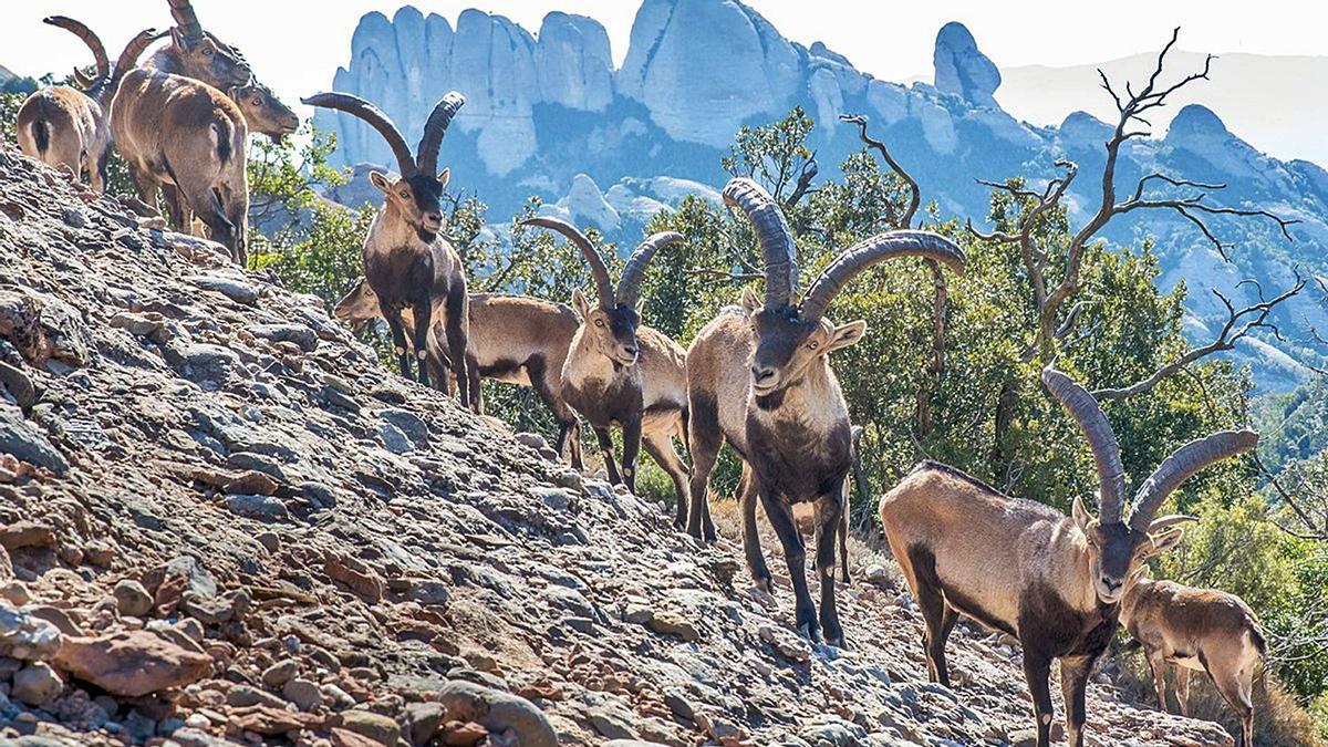 Un grup de cabres salvatges al massís de  Montserrat, on l’espècie s’ha consolidat plenament | ARXIU/PNM