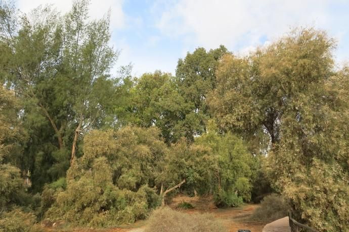 La exuberante naturaleza del Parque Tony Gallardo